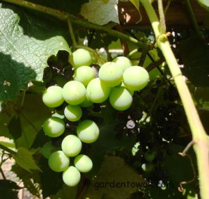Grapes (5507)