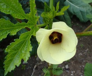 Okra flower (5530)