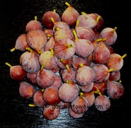 Figs (5627)