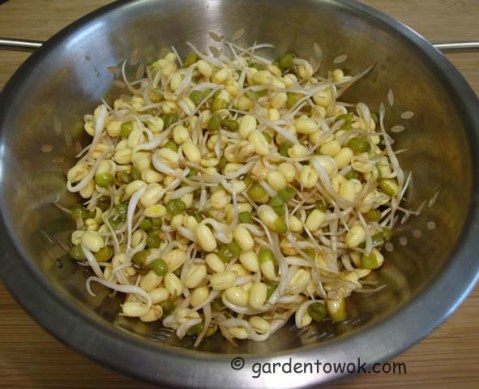 Mung beans sprouts (06266)