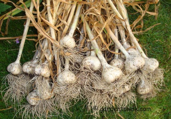 German white garlic (08041)