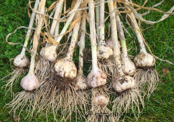 duganski garlic (08044)