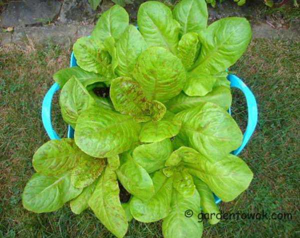Forellenschluss lettuce (08082)