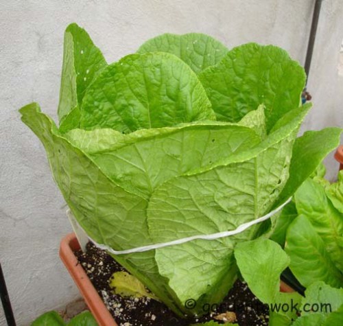 napa cabbage (08097)