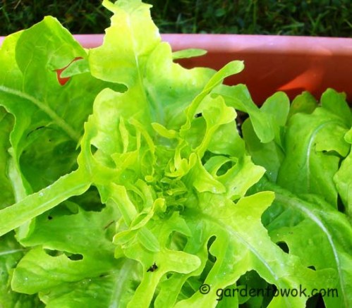 oak leaf lettuce (08073)