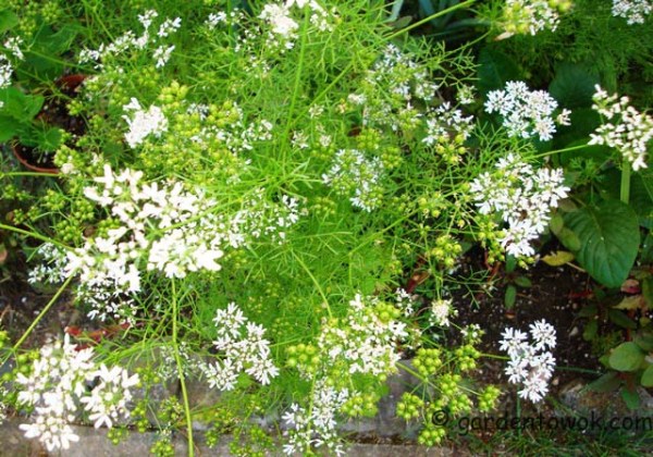 cilantro flowers (08140)